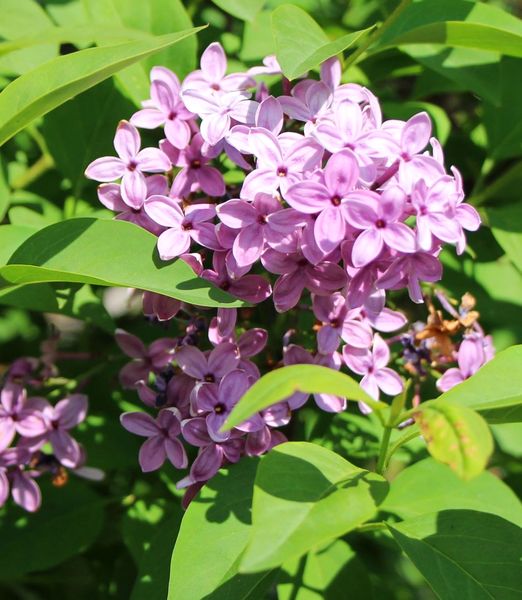 Syringa chinensis 'Saugeana'